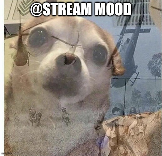 PTSD Chihuahua | @STREAM MOOD | image tagged in ptsd chihuahua | made w/ Imgflip meme maker