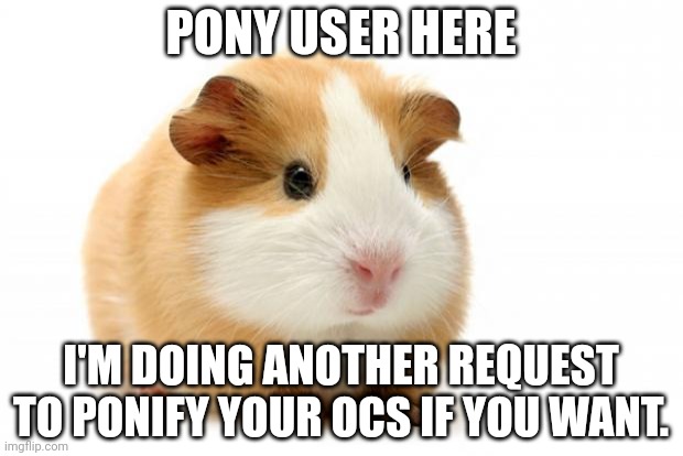 I'll post some other stuff when I have no other requests to do | PONY USER HERE; I'M DOING ANOTHER REQUEST TO PONIFY YOUR OCS IF YOU WANT. | image tagged in guinea pig | made w/ Imgflip meme maker