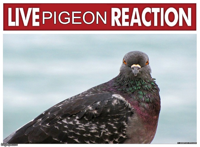 PIGEON | made w/ Imgflip meme maker