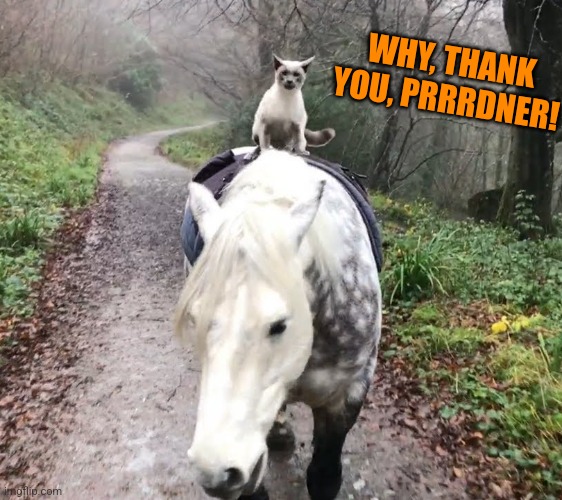 WHY, THANK YOU, PRRRDNER! | made w/ Imgflip meme maker