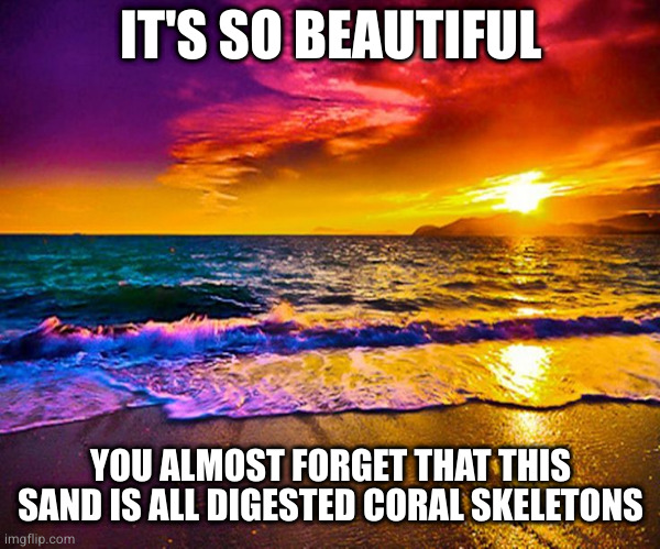 Beautiful Sunset | IT'S SO BEAUTIFUL; YOU ALMOST FORGET THAT THIS SAND IS ALL DIGESTED CORAL SKELETONS | image tagged in beautiful sunset | made w/ Imgflip meme maker
