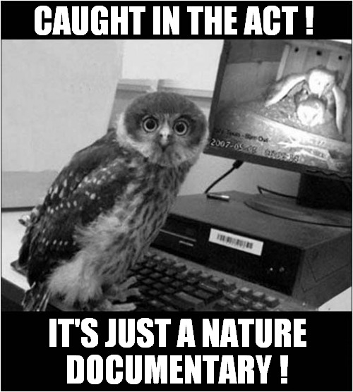 Guilty Looking Owl ! | CAUGHT IN THE ACT ! IT'S JUST A NATURE
DOCUMENTARY ! | image tagged in owl,nature,documentary,guilty | made w/ Imgflip meme maker