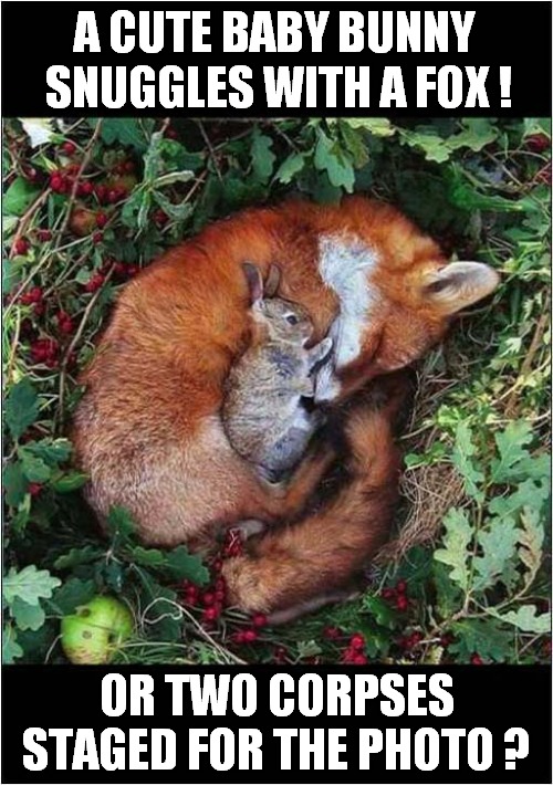 You Decide ! | A CUTE BABY BUNNY 
SNUGGLES WITH A FOX ! OR TWO CORPSES STAGED FOR THE PHOTO ? | image tagged in you decide,bunny,fox,staged,corpses,dark humour | made w/ Imgflip meme maker