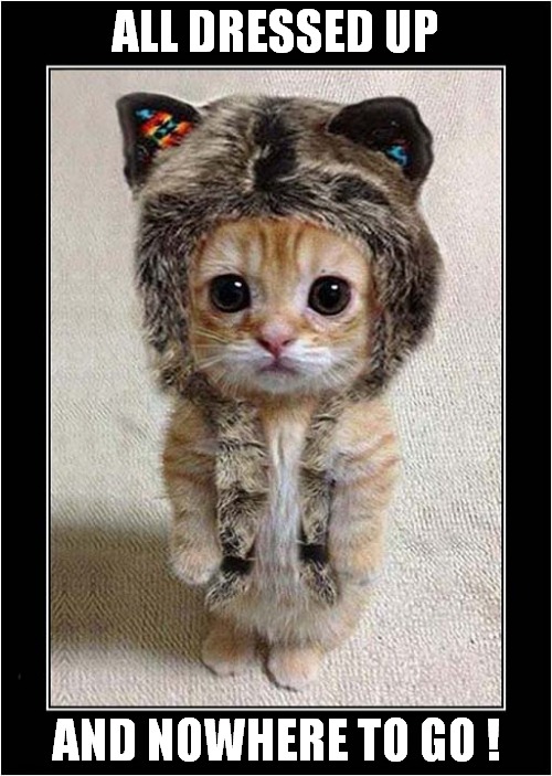 A Cat In A Hat ! | ALL DRESSED UP; AND NOWHERE TO GO ! | image tagged in cats,kitten,hat | made w/ Imgflip meme maker