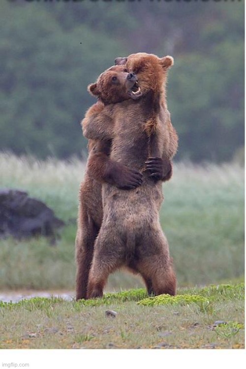 hugging bears | image tagged in hugging bears | made w/ Imgflip meme maker