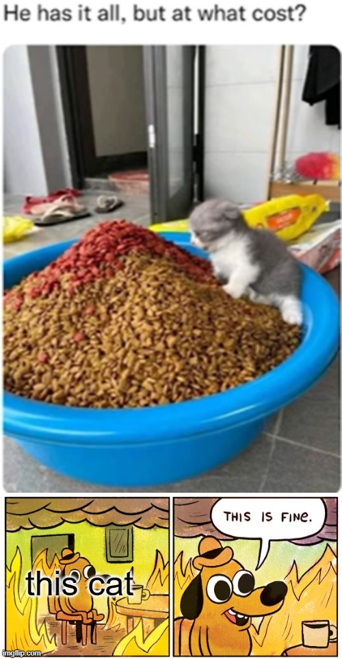 this is fine | this cat | image tagged in memes,this is fine | made w/ Imgflip meme maker