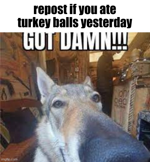 GOT DAMN!!! | repost if you ate turkey balls yesterday | image tagged in got damn | made w/ Imgflip meme maker