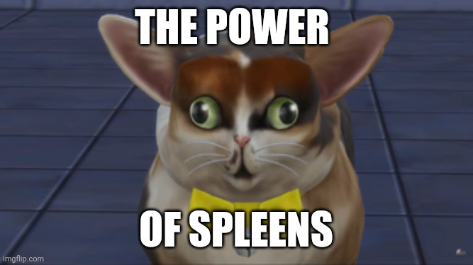 Spleens | THE POWER; OF SPLEENS | image tagged in spleens the cat | made w/ Imgflip meme maker