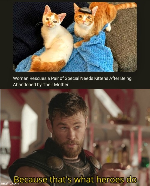 Cats rescued | image tagged in that s what heroes do,wholesome 100,cats,cat,memes,wholesome | made w/ Imgflip meme maker