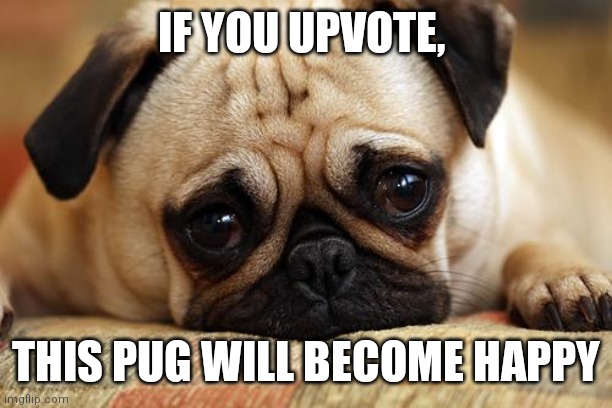 Upvote experiment | IF YOU UPVOTE, THIS PUG WILL BECOME HAPPY | image tagged in sad pug | made w/ Imgflip meme maker