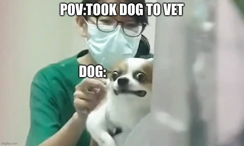 POV:TOOK DOG TO VET; DOG: | made w/ Imgflip meme maker
