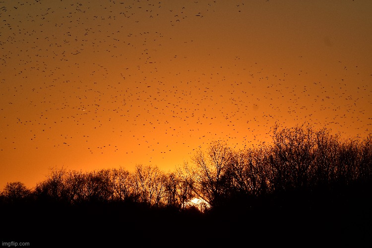 sunset on the birds | image tagged in birds,sunset,kewlew | made w/ Imgflip meme maker