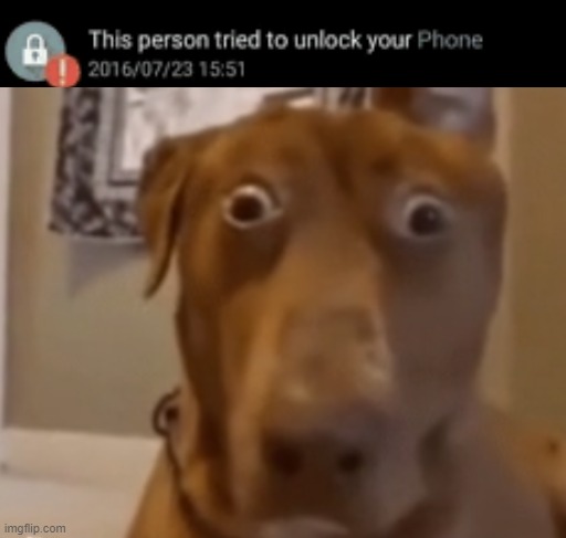 Image Title | image tagged in dog,goofy ahh,phone,this person tried to unlock your phone | made w/ Imgflip meme maker