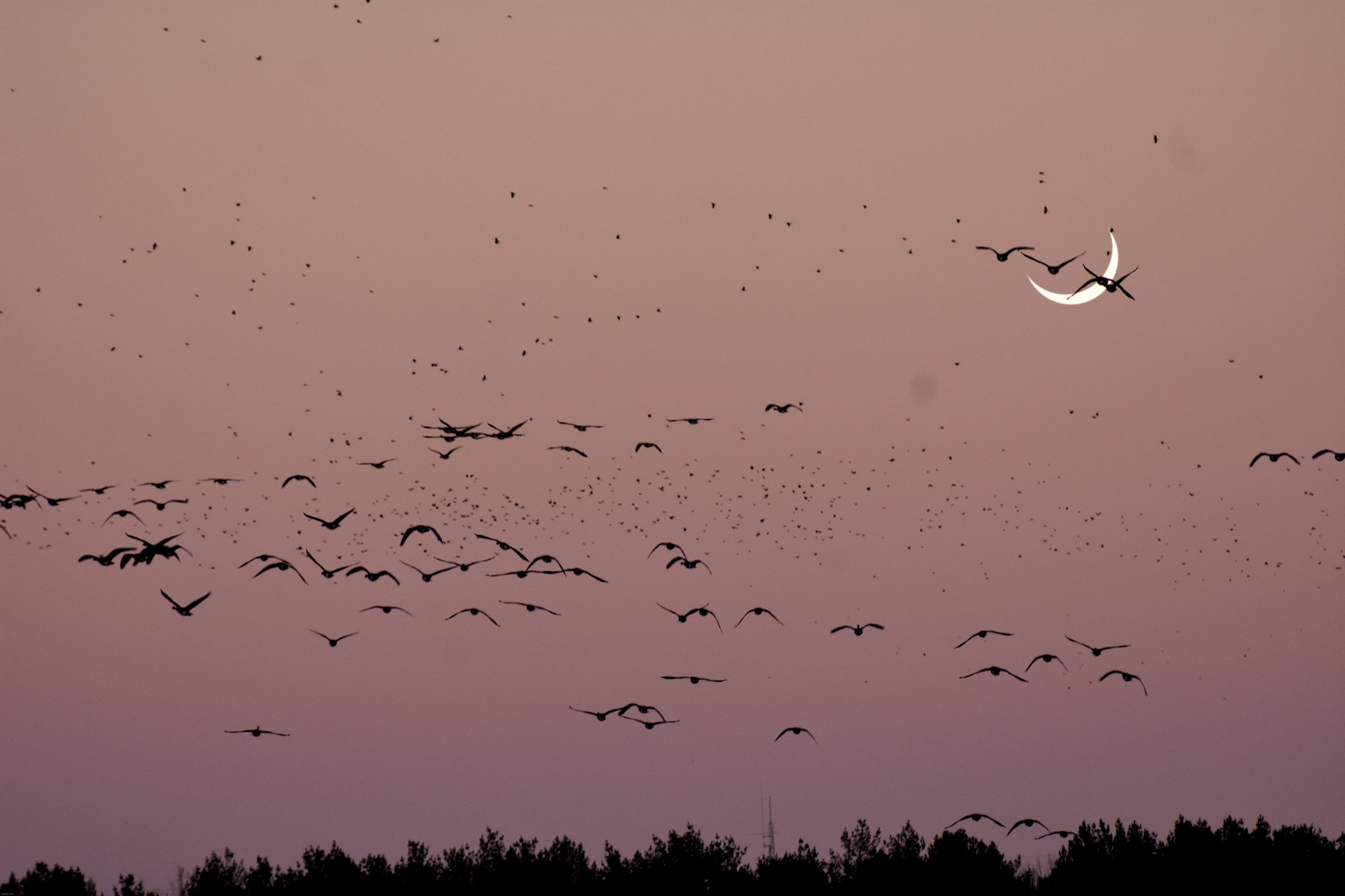 geese and a crescent moon | image tagged in geese and a crescent moon,kewlew | made w/ Imgflip meme maker