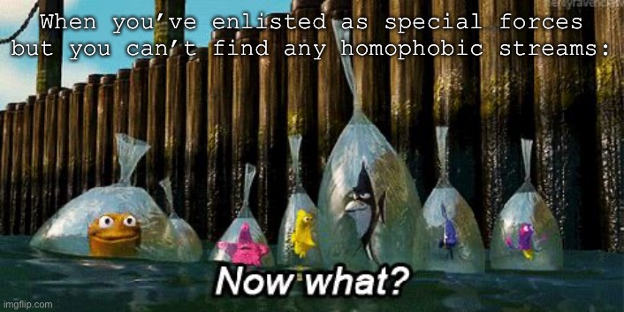 :’D | When you’ve enlisted as special forces but you can’t find any homophobic streams: | image tagged in now what | made w/ Imgflip meme maker