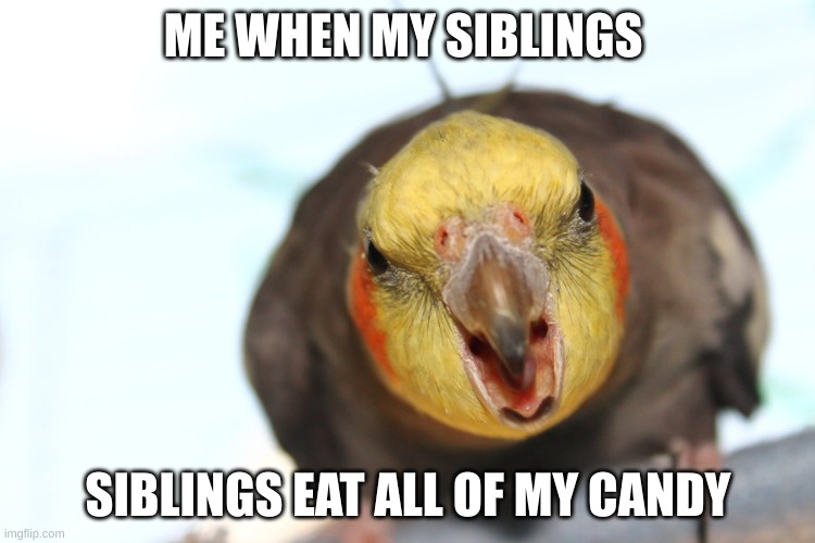 Screm Birb | ME WHEN MY SIBLINGS; SIBLINGS EAT ALL OF MY CANDY | image tagged in funny memes | made w/ Imgflip meme maker