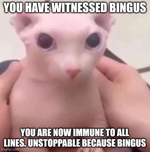 Bingus | YOU HAVE WITNESSED BINGUS; YOU ARE NOW IMMUNE TO ALL LINES. UNSTOPPABLE BECAUSE BINGUS | image tagged in bingus | made w/ Imgflip meme maker