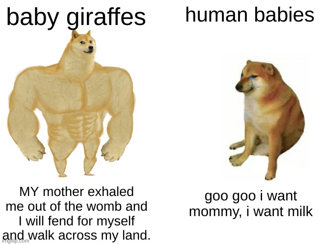 babies | baby giraffes; human babies; MY mother exhaled me out of the womb and I will fend for myself and walk across my land. goo goo i want mommy, i want milk | image tagged in memes,buff doge vs cheems | made w/ Imgflip meme maker