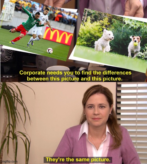 World Cup 2022 | image tagged in memes,they're the same picture,qatar,dog,soccer | made w/ Imgflip meme maker