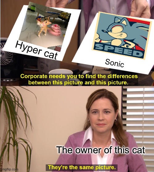 CAT | Hyper cat; Sonic; The owner of this cat | image tagged in memes,they're the same picture | made w/ Imgflip meme maker