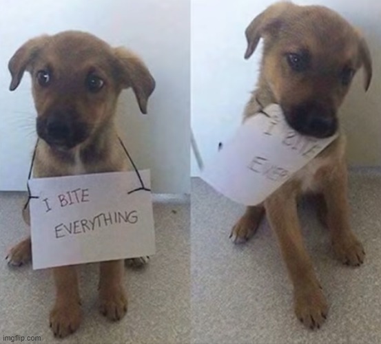 image tagged in dogs | made w/ Imgflip meme maker