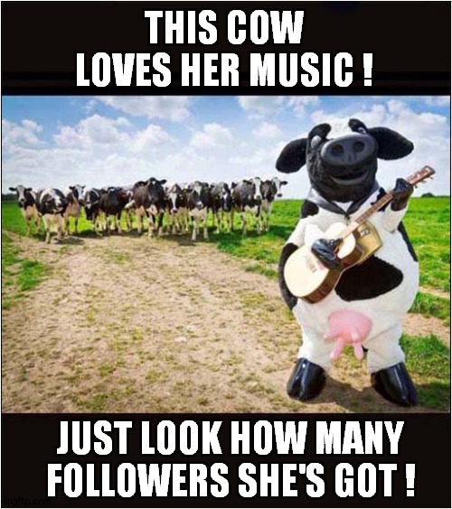 A Bovine Sensation ! | THIS COW LOVES HER MUSIC ! JUST LOOK HOW MANY FOLLOWERS SHE'S GOT ! | image tagged in fun,cows,music,followers | made w/ Imgflip meme maker