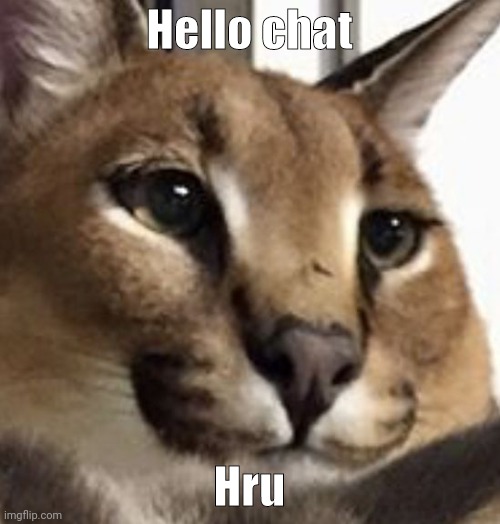 Floppa | Hello chat; Hru | image tagged in floppa | made w/ Imgflip meme maker