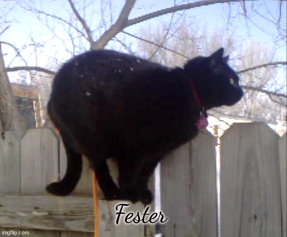 Fester | Fester | image tagged in cat | made w/ Imgflip meme maker