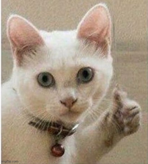 Cat thumbs up | image tagged in cat thumbs up | made w/ Imgflip meme maker