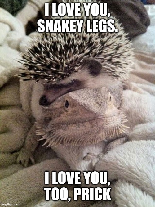 Lizard loves porcupine | I LOVE YOU, SNAKEY LEGS. I LOVE YOU, TOO, PRICK | image tagged in lizard loves porcupine | made w/ Imgflip meme maker