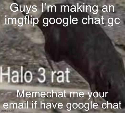 halo 3 rat | Guys I’m making an imgflip google chat gc; Memechat me your email if have google chat | image tagged in halo 3 rat | made w/ Imgflip meme maker