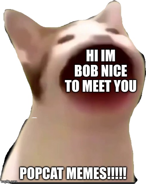 pop cat | HI IM BOB NICE TO MEET YOU; POPCAT MEMES!!!!! | image tagged in pop cat | made w/ Imgflip meme maker