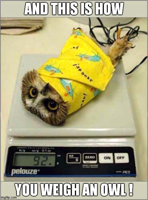 Confuse An Owl ! | AND THIS IS HOW; YOU WEIGH AN OWL ! | image tagged in owl,weight,confusion | made w/ Imgflip meme maker