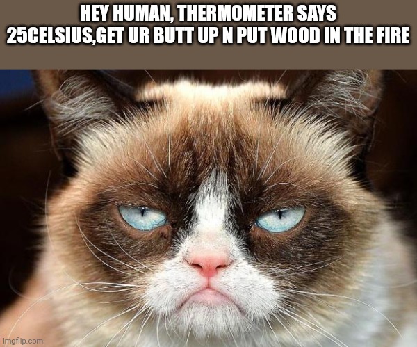 Grumpy Cat Not Amused | HEY HUMAN, THERMOMETER SAYS 25CELSIUS,GET UR BUTT UP N PUT WOOD IN THE FIRE | image tagged in memes,grumpy cat not amused,grumpy cat | made w/ Imgflip meme maker