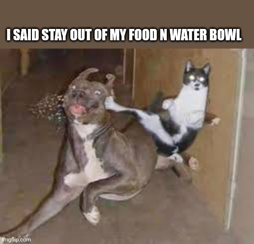 did some one say ____???? | I SAID STAY OUT OF MY FOOD N WATER BOWL | image tagged in did some one say ____ | made w/ Imgflip meme maker
