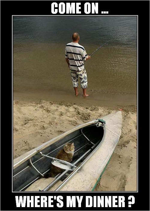 One Impatient Cat ! | COME ON ... WHERE'S MY DINNER ? | image tagged in cats,fishing,feed me | made w/ Imgflip meme maker