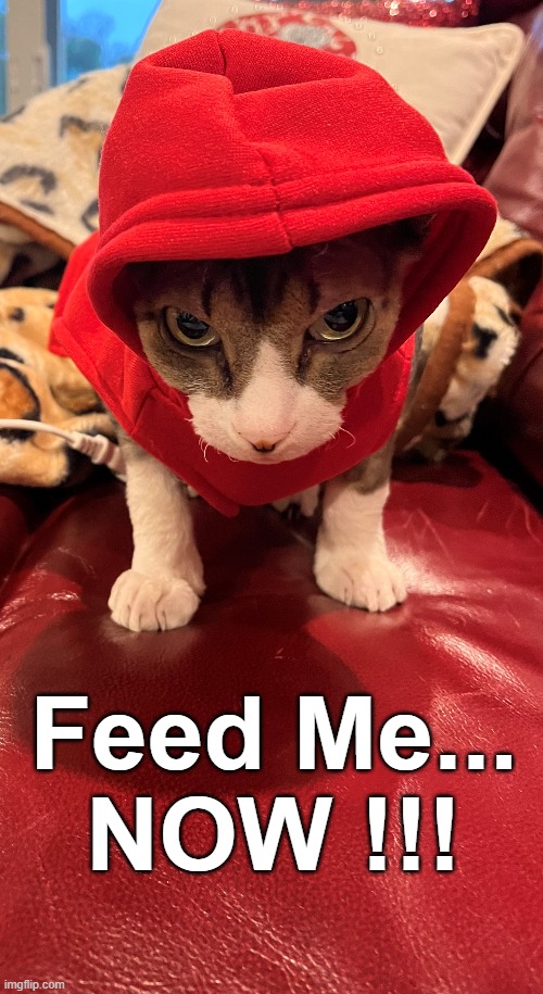 Cat | Feed Me...
NOW !!! | image tagged in feed me | made w/ Imgflip meme maker