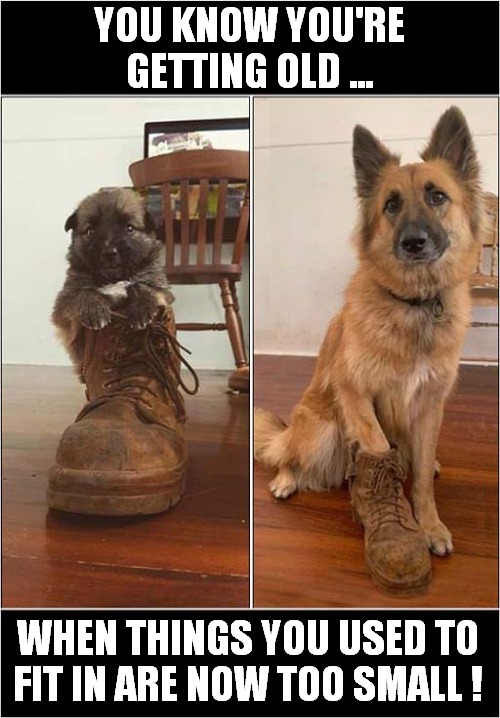 Growing Up ! | YOU KNOW YOU'RE GETTING OLD ... WHEN THINGS YOU USED TO FIT IN ARE NOW TOO SMALL ! | image tagged in dogs,growing up,growing older | made w/ Imgflip meme maker