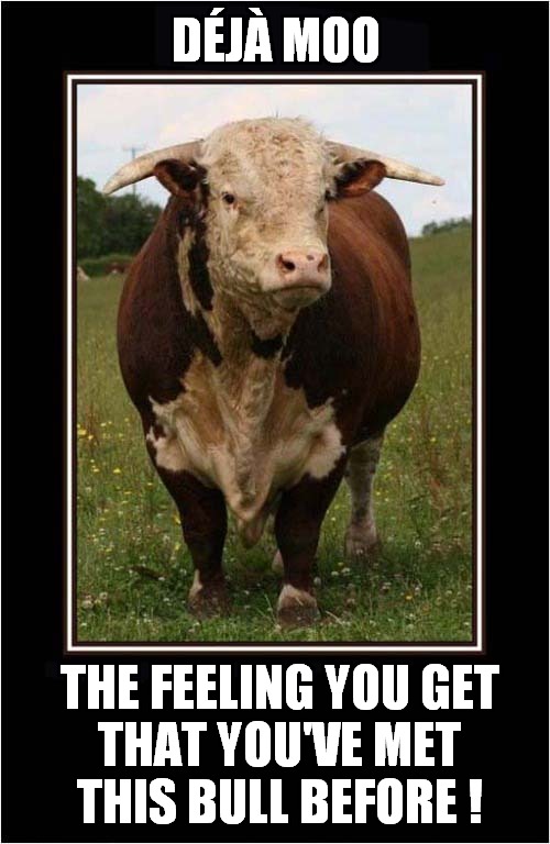 He Looks Familiar ? | DÉJÀ MOO; THE FEELING YOU GET
THAT YOU'VE MET
THIS BULL BEFORE ! | image tagged in deja vu,bull,front page | made w/ Imgflip meme maker