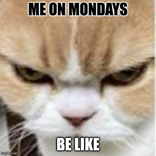 Mondays be like | ME ON MONDAYS; BE LIKE | image tagged in cats,anger,monday,mondays,monday mornings,i hate mondays | made w/ Imgflip meme maker