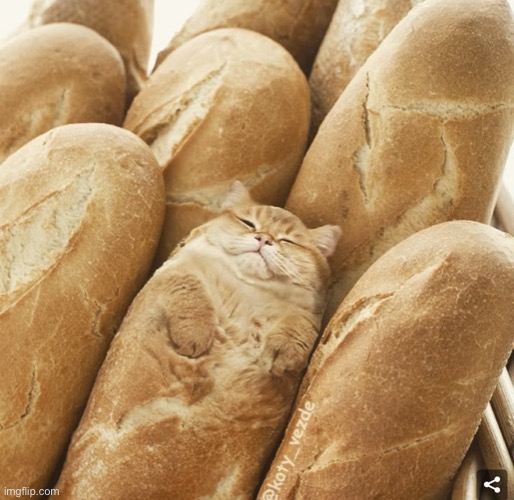 Cat loaves | image tagged in cat loaves | made w/ Imgflip meme maker