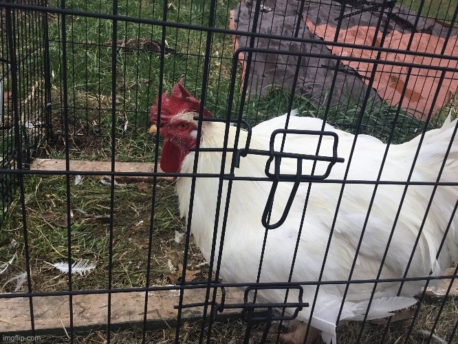 This is a picture of my rooster (he is kinda fat I know) | image tagged in rooster,chicken,photography | made w/ Imgflip meme maker