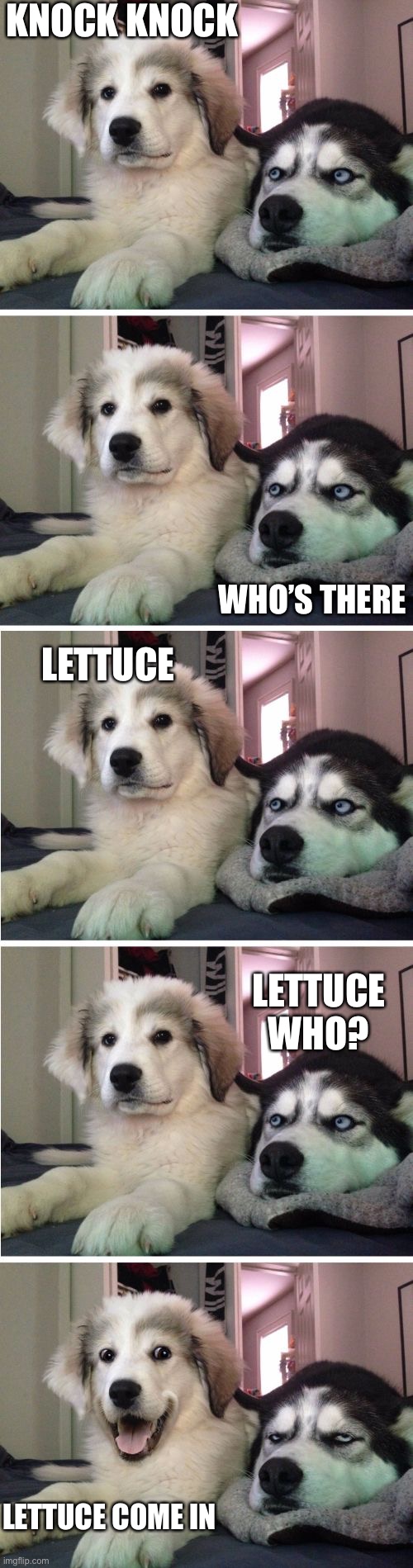 Knock Knock Dogs | KNOCK KNOCK WHO’S THERE LETTUCE LETTUCE WHO? LETTUCE COME IN | image tagged in knock knock dogs | made w/ Imgflip meme maker