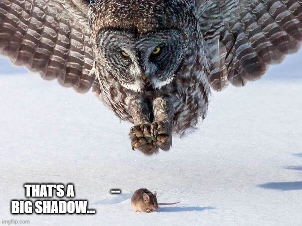 owl shadow | THAT'S A              --
BIG SHADOW... | image tagged in mouse,catch,hunting | made w/ Imgflip meme maker