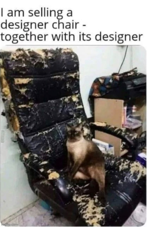 Catartist | image tagged in art,artist,sell,cat,chair,destroyed | made w/ Imgflip meme maker