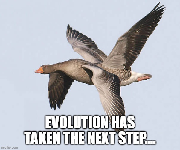 Goose evolution | EVOLUTION HAS TAKEN THE NEXT STEP.... | image tagged in goose,evolution,cryptid,mutant | made w/ Imgflip meme maker
