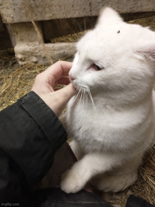 one of my many farm cats | made w/ Imgflip meme maker