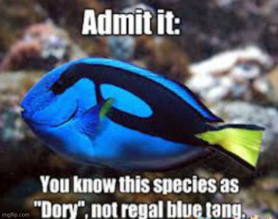 image tagged in dory,finding nemo,blue tang,dory fish | made w/ Imgflip meme maker