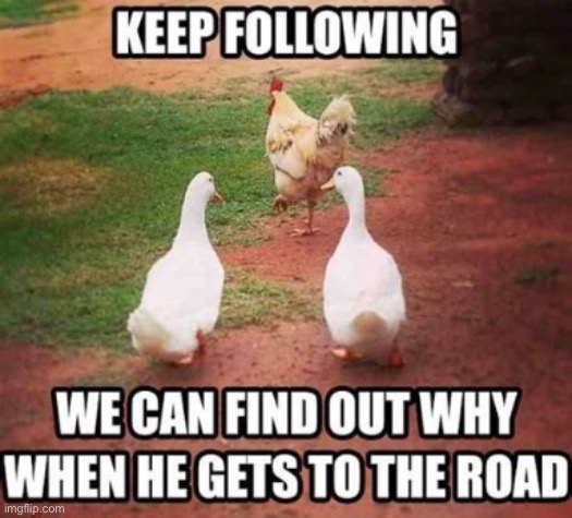 image tagged in chicken,road,ducks,why,we will find out,follow him | made w/ Imgflip meme maker