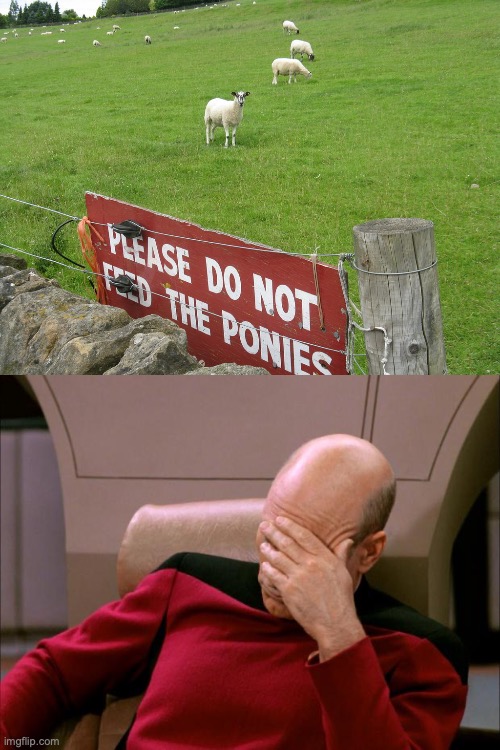 Ponies you say | image tagged in captain picard facepalm,sheep,farm,sign fail | made w/ Imgflip meme maker